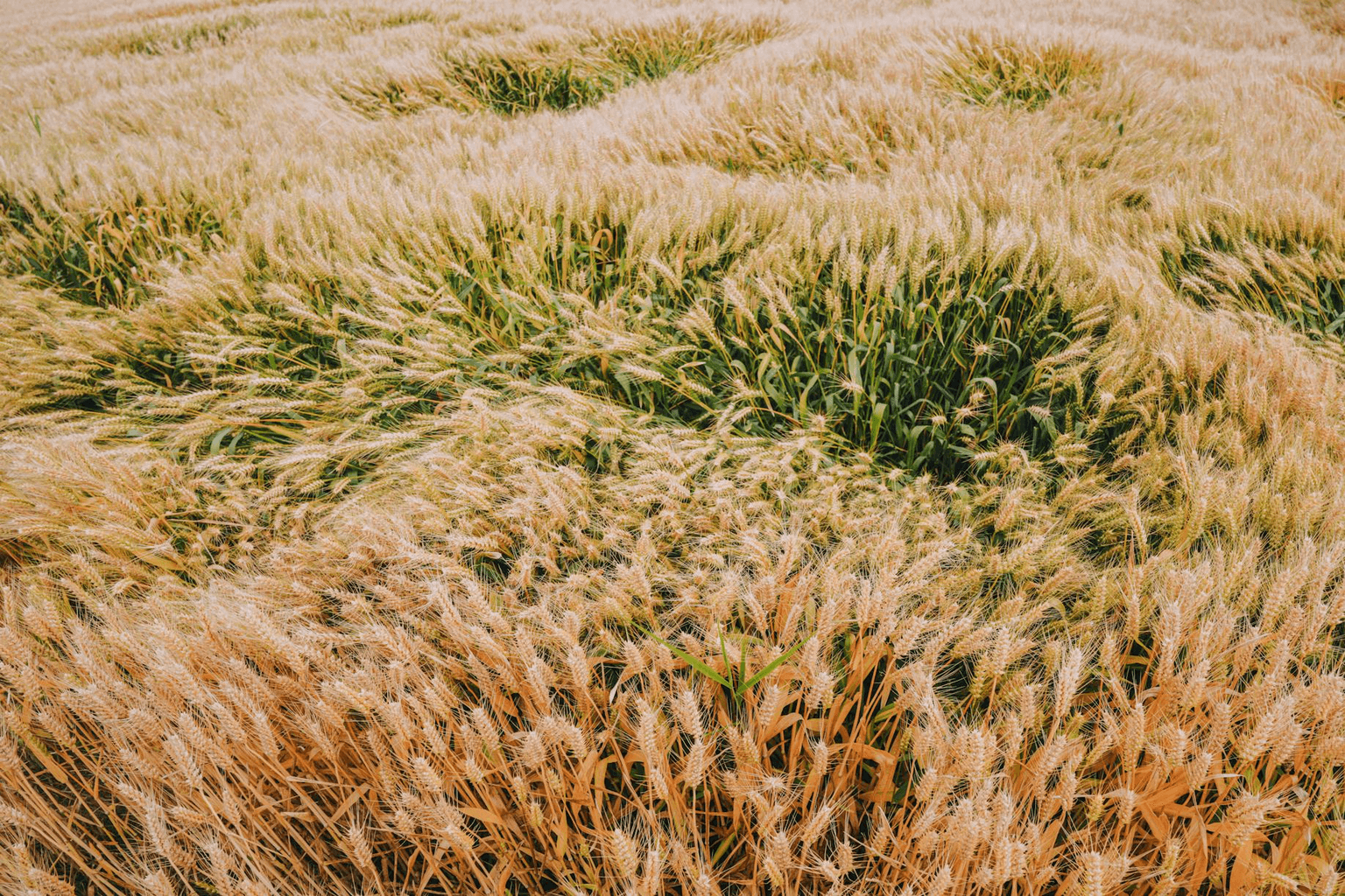 Abundant golden wheat field at harvest time in warm sunset light representing prosperity and natural abundance