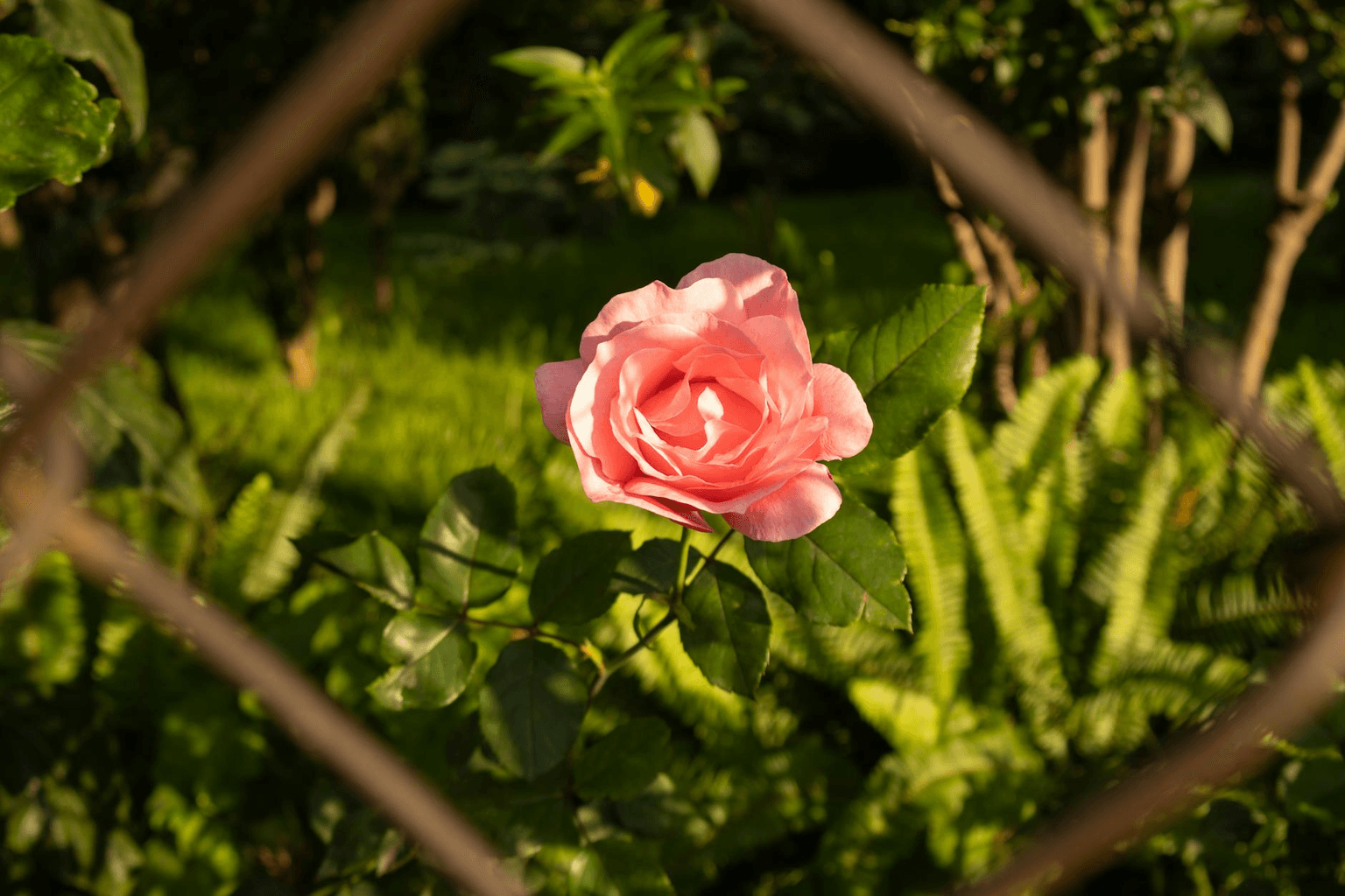 Single flower blooming through cracked earth in warm golden light, representing resilience