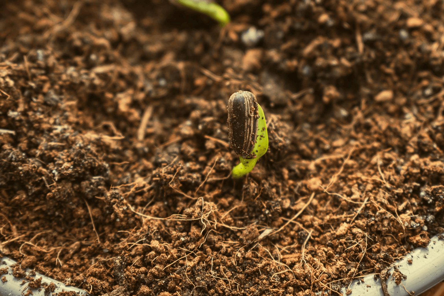 Young plant growing through cracked earth in golden light representing growth and expanding potential