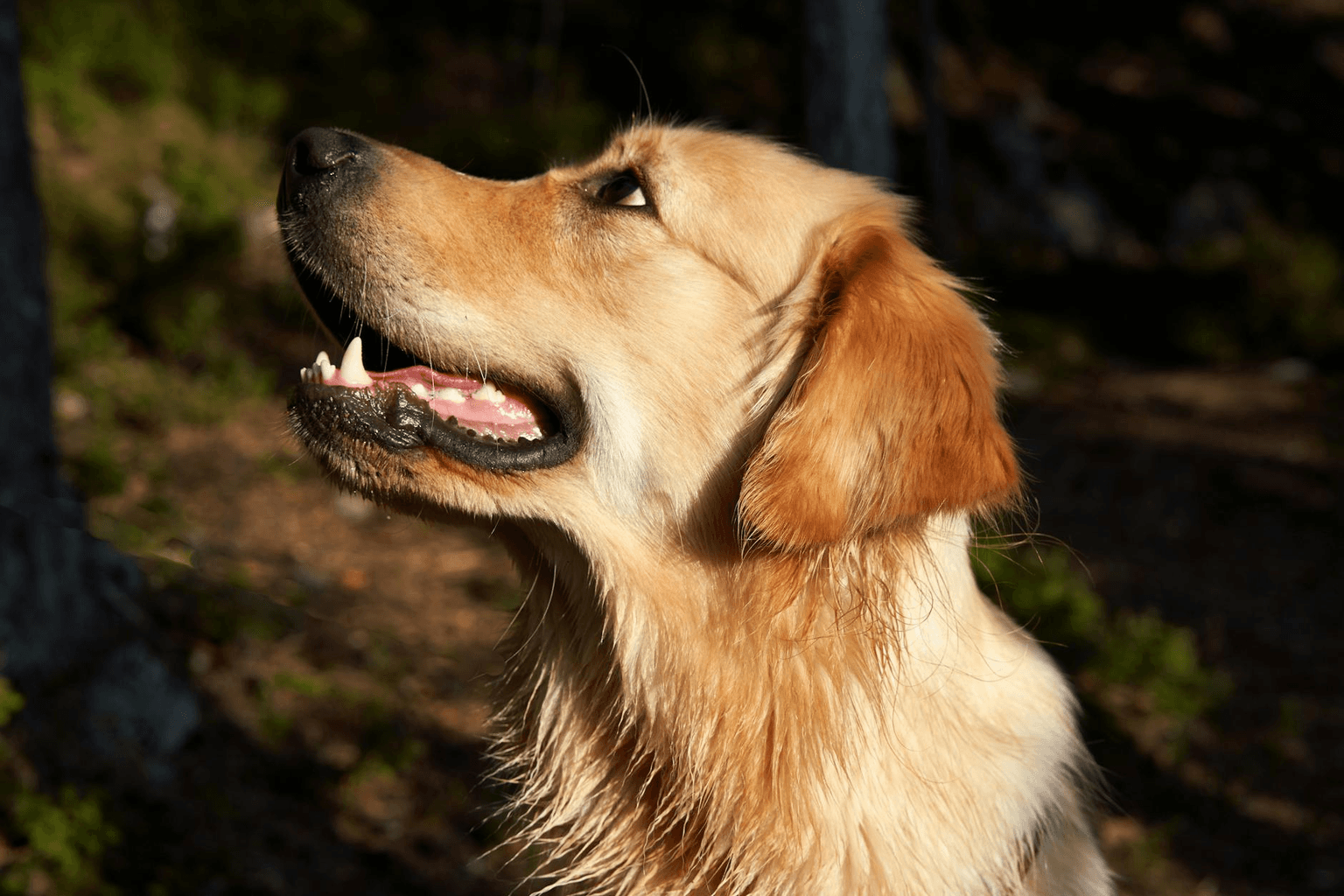 Happy dog in golden sunlight looking up joyfully, representing the perfect animal companion and pet manifestation