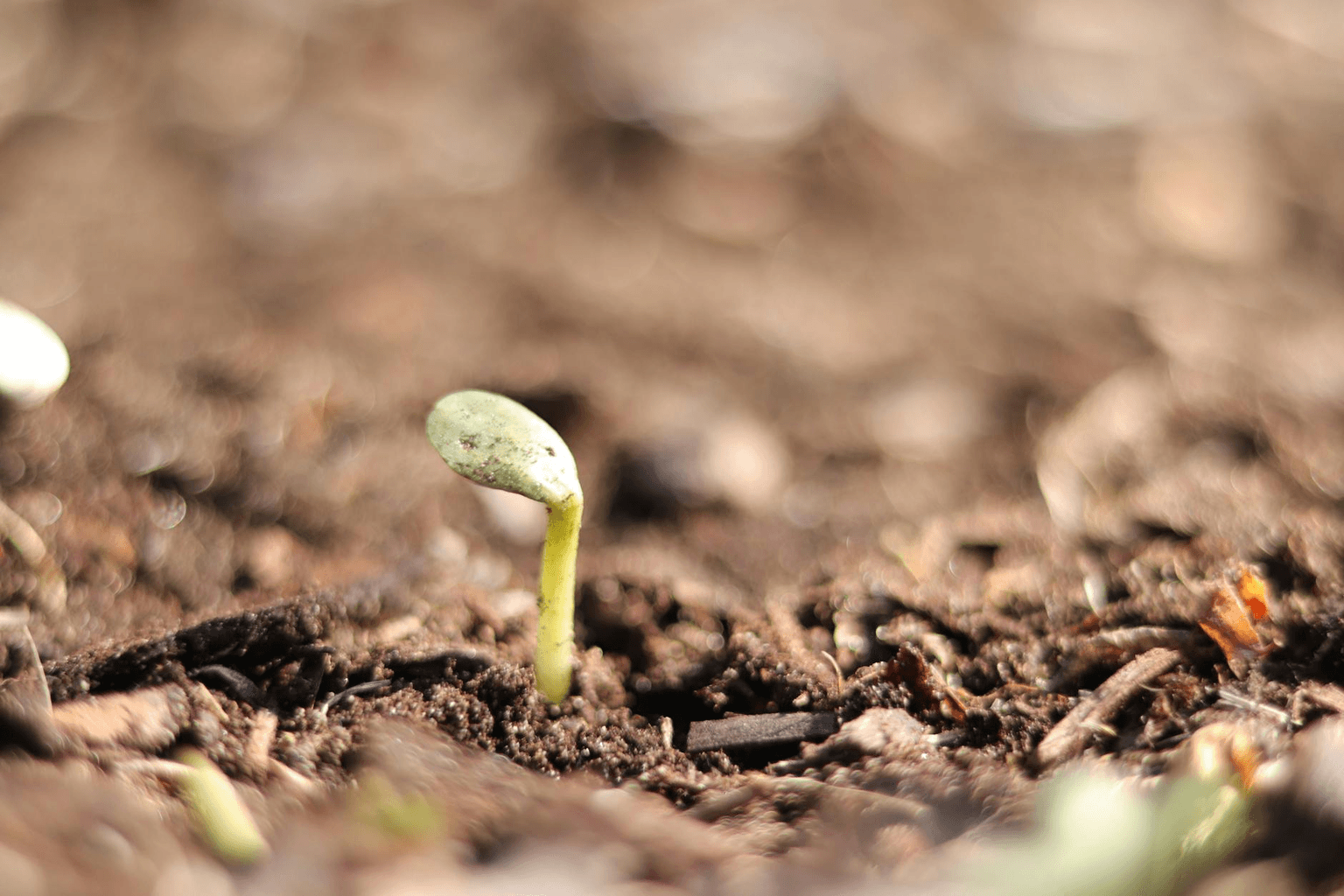 Single seed sprouting from bare earth into golden light, representing new beginnings and manifesting from nothing