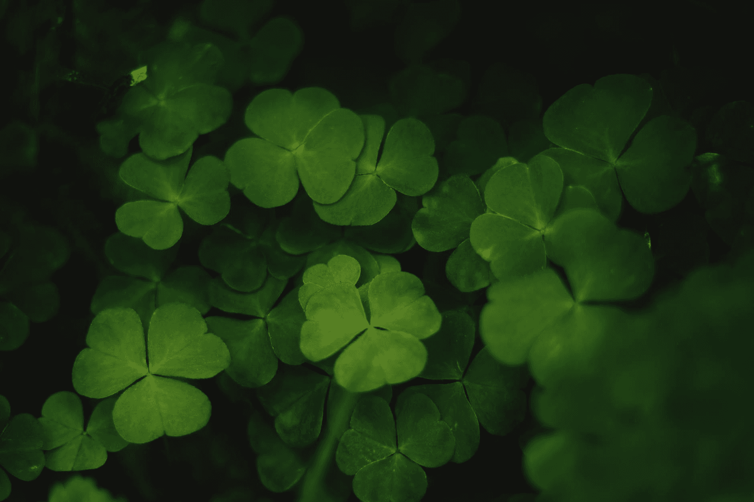 Four-leaf clover in morning dew with golden sunlight, representing serendipity and good fortune